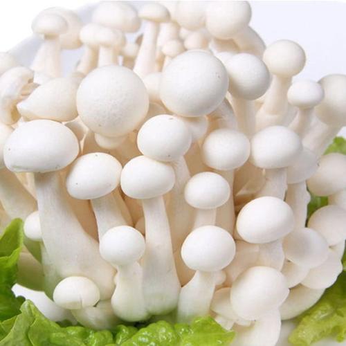 白玉菇