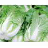 玉田大白菜（限购10斤）