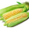 水果玉米