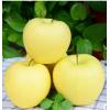 黄元帅苹果