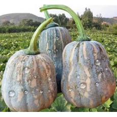 贝贝南瓜（2斤...