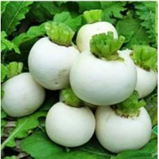 四川白萝卜
