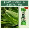 绿心浓粽子叶